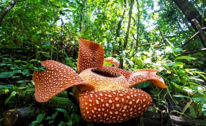 Most populations of Rafflesia, Malaysia's giant parasitic corpse flower, are outside protected areas.